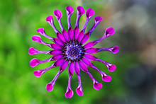 Purple African Daisy Or Osteospermum Flower Against Natural Green Background