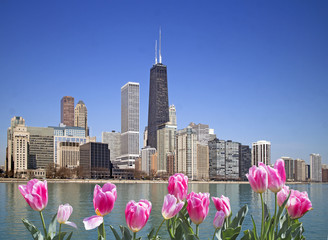 Wall Mural - View of Chicago from the pier with pink tulips on front