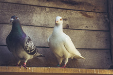 Mixed Pigeon Pair With White German Beauty Homer Male Pigeon And Grey Homing Hen In A Wooden Loft.