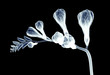 x-ray image of a flower isolated on black , the freesia