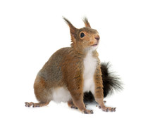  Eurasian Red Squirrel