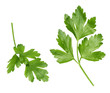 leaves of parlsey on a white background