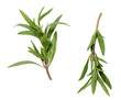 savory sprigs on a white surface