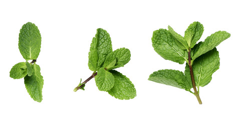 Poster - mint twigs on a white surface