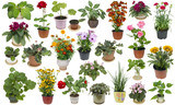 Houseplants and indoor flowers set