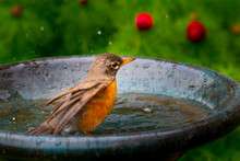 American Robin Bird - Turdus Migratorius Taking A Bath