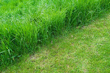 Mown Grass And Uncut Grass