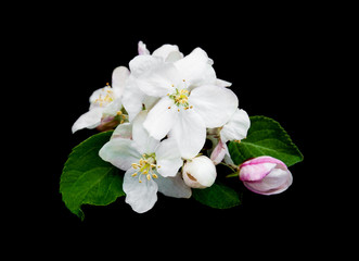 Canvas Print - Spring apple blossom