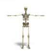 © nosorogua - medical accurate 3d render of the human skeleton