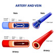 artery and vein.