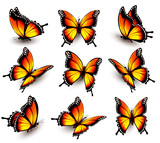 Fototapeta  - Beautiful orange butterfly in different positions. Vector.