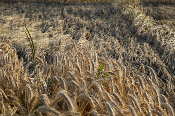 ripe yellow cereals 