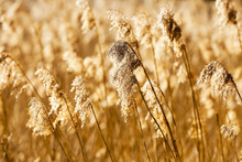 Dry Grass Autumn  