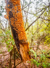 Orange Bracket Fungus:
A Picture Of A Network Of Orange Bracket Fungus Covering A Broken Pine Tree Limb In A Forest In West Central Alabama.