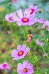 close up of cosmos flowers