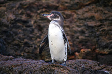 Galapagos Penguin Standing On Rocks, Bartolome Island, Galapagos
