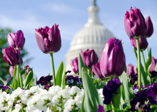 Spring Flowers In Washington DC