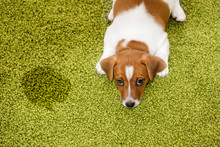 Puppy Jack Russell Terrier Lying On A Carpet And  Looking Guilty
