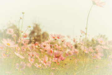 Wall Mural - cosmos flower blossom in garden