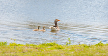 Geese And Goslings Along The Shore Of A Canal