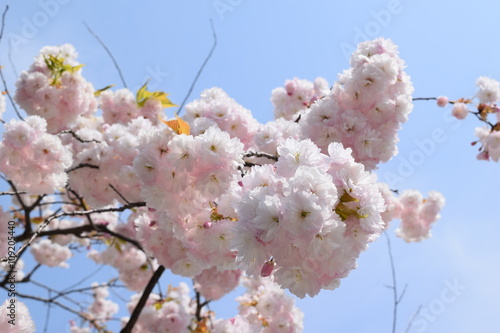 牡丹桜 この桜はオオシマザクラに由来する品種で 樹齢50年程の牡丹桜を撮影した 春イメージの写真です 手の平にのる白い鞠のような可憐な桜の花です Stock Photo Adobe Stock 牡丹桜 この桜はオオシマザクラに由来する品種で 樹齢50年程の牡丹桜を撮影した 春イメージの写真です 手の平にのる白い鞠のような可憐な桜の花です Stock Photo Adobe Stock