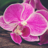 Fototapeta Storczyk - branch of pink orchids  on wooden background