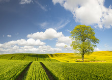 Lonely Green Tree On A Green Field Of Young Corn On A Background Of Blue Sky And White Clouds