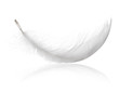 white isolated curled feather and reflection