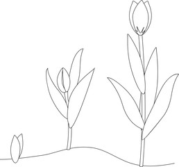 Canvas Print - Tulip growth stage. Coloring