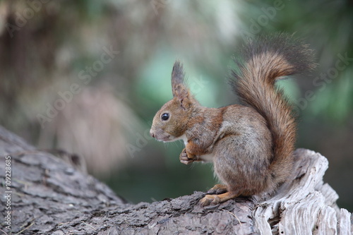 エゾリス リス科リス属キタリス種の亜種 Stock Photo Adobe Stock エゾリス リス科リス属キタリス種の亜種 Stock Photo Adobe Stock