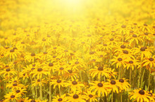 Rudbekia Flowers Field, Blossoming At Summer Time, Floral Summer Sunny Background