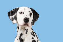 Dalmatian Portrait Looking To The Right On A Blue Background