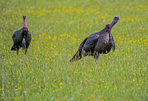 Fotografija Two wild Turkeys in a field of yellow wildflowers.