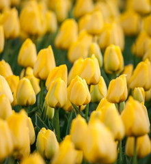 Wall Mural - Tulip. Beautiful colorful yellow tulips flowers in spring garden, vibrant floral background