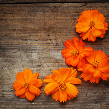 Orange Flowers On Wooden Background