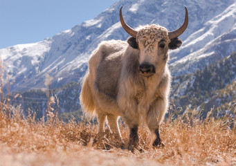 Yak in Nepal