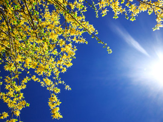 yellow bush over blue spring sky