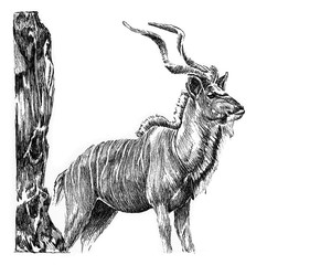 Kudu Pen and Ink