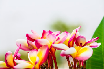 Wall Mural - Close up of Frangipani flowers
