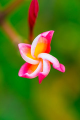 Wall Mural - Close up of Frangipani flowers
