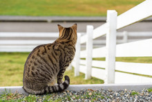Farm Cat Keeping Watch To Greet Visitors
