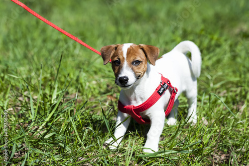 A Walk In The Park Funny Cute Little Dog In A Leash Harness Jack