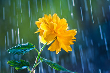 Beautiful Yellow Flower On A Background Of Rain Drops