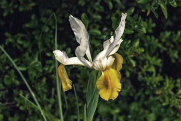 yellow and white flower