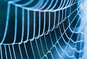 Wall Mural - spider web