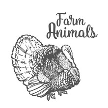 One Feathered Turkey Bird, Sketch Style Hand-drawn, Vector Farm Animal Home Winged Bird Feathered Turkey With White Tail, One On A White Background, Realistic Sketch Turkey Products For Food