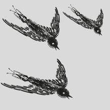 Illustration Of Three Common Swift In Flight
Drawing Black White On A Gray Background, A Flock Of Swifts In Flight On A Hunt For Decoration And Design
