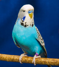 Blue Wavy Parrot