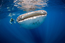 Woman Swimming Side By Side With A Huge Whale Shark In The Clear Blue Ocean.