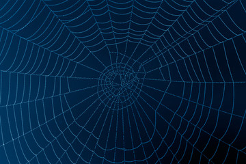 Wall Mural - spider web